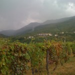 Santa Margherita di Staffora - vigne di Cegni