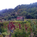 Santa Margherita di Staffora - vigne e cantine di Cegni