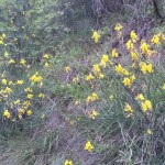 Valle Staffora - Il sottobosco